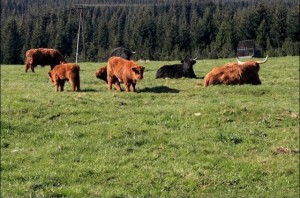 Stádo skotského náhorního skotu s dlouhou hnědou srstí pasoucí se na louce v Jizerce s jehličnatým lesem v pozadí